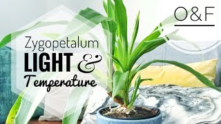 Zygopetalum Orchid Care  Light amp Temperature CareCollab [upl. by Lauryn766]