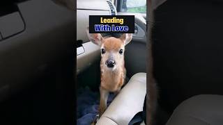 This Rescued Deer Became 👑🦌 animalrescue [upl. by Ardene415]