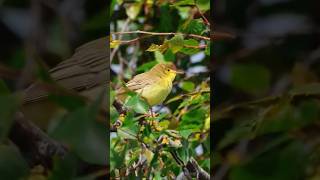 Melodious Warbler Hippolais Polyglotta [upl. by Terpstra]