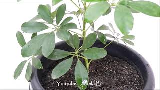 How to Grow and Care Schefflera Plant  Umbrella by Stem Cuttings [upl. by Gierc]