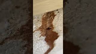 Asheville Home has Termites for Years pestcontrol termites insect [upl. by Sumaes]