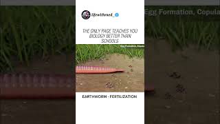 EARTHWORM  FERTILIZATION shorts derma doctors biology neet trendingreels content fypシ゚viral [upl. by Aeduj]