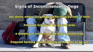 Incontinence in Dogs [upl. by Htiduy417]