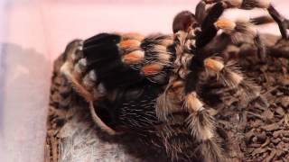 Time lapse tarantula molting B smithi watch in HD [upl. by Vogeley274]