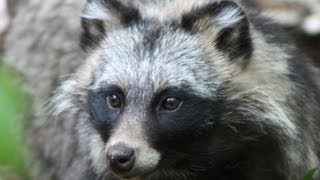 RACCOON DOG  Species Spotlight [upl. by Shuler]