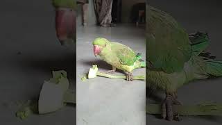 Talking parrot 🦜 parrot birds shorts video [upl. by Akcirre]