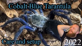 Cobalt Blue Tarantula  Cyriopagopus lividus care and setup  old hlividum tarantula [upl. by Heddi]