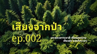 เสียงจากป่า ep02 relaxing countrymusic acoustic [upl. by Yentroc16]