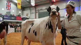 Larchwood Pepper Mahala Holstein Junior 2yr old ClassMolly SloanSponsored by  VeTech4K Video [upl. by Airemat]