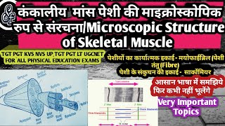 Structure of Skeletal Muscle in HindiSkeletal MuscleMicroscopic Structure of Skeletal Muscle [upl. by Nerita]