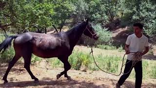 New Video about the life Horses 2024 [upl. by Jamila354]