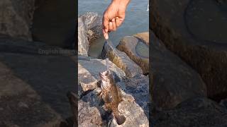 ഹമൂറിനെ പിടിക്കണോ നിങ്ങൾക്ക് fishing seafishing fisherman fishingmalayalam fish shorts [upl. by Herbert]