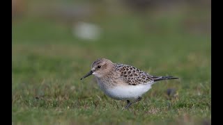 Bairds Sandpiper Bewan Loch 7th September 2020 [upl. by Tija]