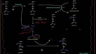 Chu trình Ure  Enzyme GLDH và Glutaminase HS4580 [upl. by Edris]