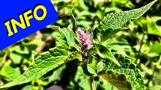 Anise Hyssop Herb INFO [upl. by Etteuqram858]