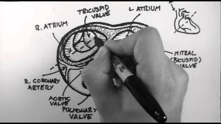 Anatomy of the Heart Valves [upl. by Kirsteni]