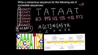 What is DNA consensus sequence [upl. by Galven]