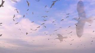 Seagulls  Birds Flying In Slow Motion [upl. by Aekal]