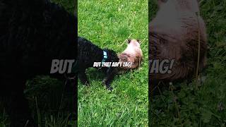 Ollie tries to play TAG with Kismet Voice over voiceover shortsvideo dogcatvideos funny [upl. by Yzdnil534]