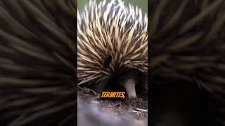 Fascinating Echidnas [upl. by Appleton]