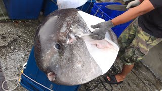 How to Cut Giant Sunfish  Cuttlefish  EEL  Various Fish Cutting Skills [upl. by Charlie310]