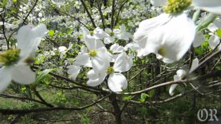 Dogwoods in Bloom [upl. by Den]