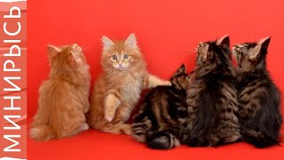 Как растут котята породы quotКурильский бобтейлquot кошки funnycats [upl. by Rednael]