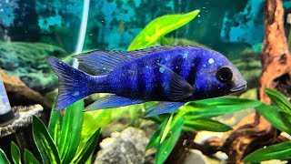 75 Gallon Cichlid Community Tank tystanks [upl. by Kenweigh]