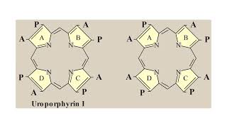 Porphyrins amp Hemoproteins Lecture 02 [upl. by Terrilyn607]