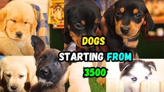 CHEAPEST DOG KENNEL  Chennai  ALL BREEDS [upl. by Tsui849]