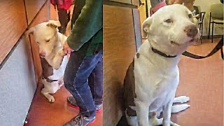 Heartbroken Dog Goes To The Shelter And Instantly Knows He’s Being Surrendered [upl. by Violante]