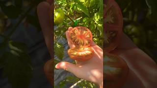 Harvesting and Slicing a Marmande Tomato  Fresh from the Garden tomato asmr slice satisfying [upl. by Bertie]