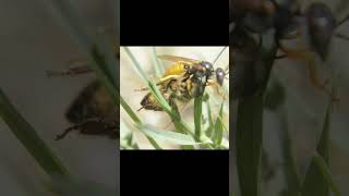 Cicada KILLER Wasp WRESTLES Bee [upl. by Ilyssa]