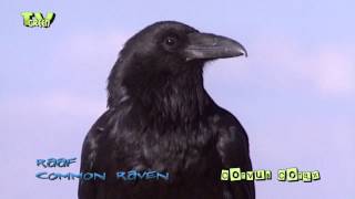 Raaf  common raven  corvus corax [upl. by Livvyy]