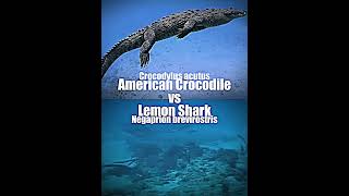 American Crocodile vs Lemon Shark shorts [upl. by Lirva]