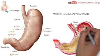 ESTOMAC  ANATOMIE ET PHYSIOLOGIE DIGESTION [upl. by Etam]