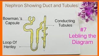 How To Draw Nephron Diagram  Nephron Drawing  Structure of Nephron Chitr Step By Step nephron [upl. by Adnirem]