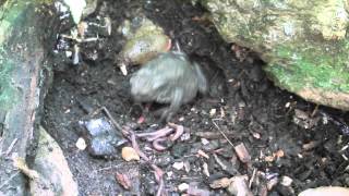 Common Toad Bufo Bufo feeding on worms [upl. by Johannes892]