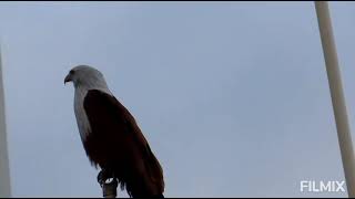 Brahminy kite [upl. by Delahk696]