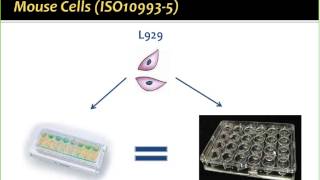 A Novel In Vitro Approach to Study Biocompatibility and Wound Healing [upl. by Rocco]