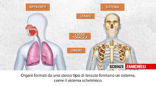 Lorganizzazione del corpo umano [upl. by Sacram]