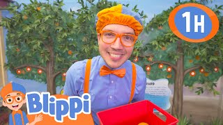 Blippis Ultimate Vehicle Fun 🚗🚙  Blippi Learns Something New  Learning Videos for Kids 🔵🟠 [upl. by Remmer]