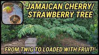 Garden Update Jamaican Cherry  Strawberry Tree  Muntingia Calabura [upl. by Leasa56]