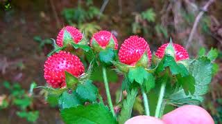 Mock Strawberry Duchesnea indica [upl. by Shakti]