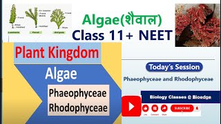 Phaeophyceae and Rhodophyceae ALGAE NCERT BIOLOGY NEET BOARD [upl. by Mirabelle]