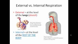 External and Internal Respiration Gas Exchange SIMPLIFIED [upl. by Alcott]