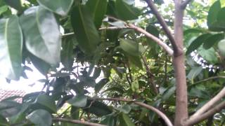 Black Sapote Tree Tanaman Sapote Hitam [upl. by Olecram617]