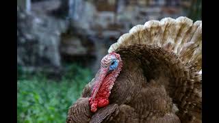 Turkey Gobbling 1 Hour Sound Effect Turkey Noise [upl. by Nuarb]