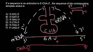 Codon and Anticodon practice problem [upl. by Hailee608]