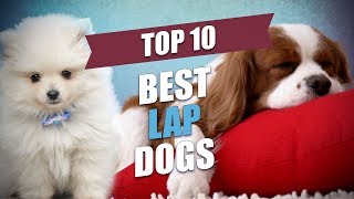 Top 10 Best Lap Dogs for Cuddly Owners [upl. by Otrebtuc]